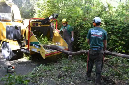 tree services Heron Bay